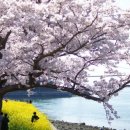 노량 해안도로길 이미지