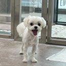 멍블리 펫살롱 이미지