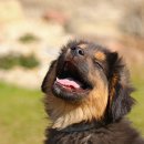 히히 그루밍 이미지