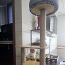 먼치캣(Munchi cat) | 천안불당고양이분양 치즈바이먼치킨 좋은 가족 품으로