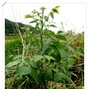 은행농장 이미지