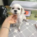 말티스토리 이미지