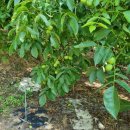 윤이 농장 이미지