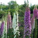 청원농장 이미지