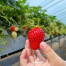 옥종농장 이미지