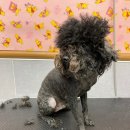 멍스바스 이미지