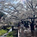 경춘선 자전거도로3 | [가평 가볼만한곳] 에덴벚꽃길 후기, 드라이브 데이트로 딱 좋은 벚꽃 명소