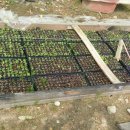 시일농장 이미지