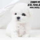 강아지랑고양이 이미지