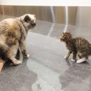 태산동물병원 이미지