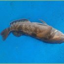 고성장인호배낚시체험