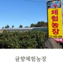 표선달채 이미지