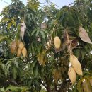 국대과일 이미지