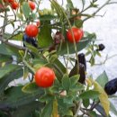 오남제일의원 이미지