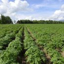 중흥농장 이미지