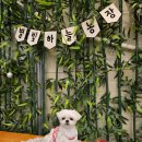 별빛농장 | 김포 애견동반 별빛하늘농장 딸기농장