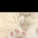 나비야 cat 이미지