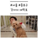 단디프렌치 | [서울/종로구] &#39;강아지대학로&#39; 애견카페 두 번째 방문 솔직 후기