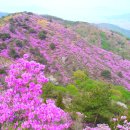 진달래 산행 ,인천 강화도 고려산 이미지