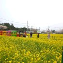 투썸플레이스장유푸드타운점 | 삼척 맹방 유채꽃 축제 정보 (4월4일 개막) 및 작년 솔직 후기