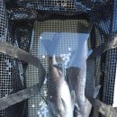 신 해적수산 이미지