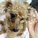 엠디개발 | 반려동물피부질환케어 <베리펫> 인핸서 엠디