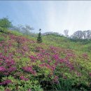 가평 연인산 산정에는 철쭉꽃,계곡에는 수달래 천지 이미지