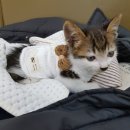 영대연합동물병원 이미지