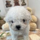 요기독 강아지분양 고양이분양 서울본점 | 서울강아지분양은 요기에서~