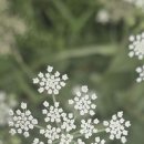 26.9.6 금정산성 마을에서 장대-원효봉-북문-산성마을로 돌아오면서 가을 야생꽃들을 구경하면서 이미지