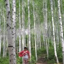 박우물로 20 | 인제 원대리 자작나무 숲 힐링여행