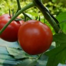 은상농장 이미지