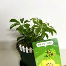 [공지] ‼️오늘의집 가드닝게임 &#34;홍콩야자&#34; 후기‼️ 우리친구해요😊😊
