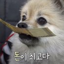다온샵