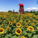 "한여름의 해바라기 축제, 이곳에서 즐기세요"... 6월에 떠나기 좋은 여행지 이미지