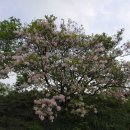 약초산방 이미지