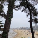 에바다애견 이미지