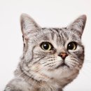 송도 종합 동물병원 이미지