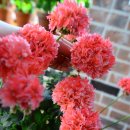 블루마리 이미지