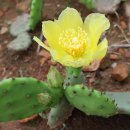 강화도에 교동도 랑 석모도~~ 이미지