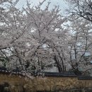 은해사 벚꽃길 이미지