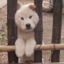 잘나가는 강아지 이미지