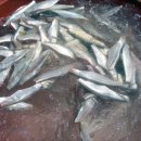 목포밴댕이 이미지