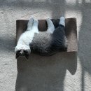 그랜비캐터리 이미지