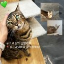성수왕방힐링마을 | 서울 고양이 카페 길고양이마을, 성수 실내 데이트로 추천하는 힐링 공간