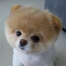 귀여운 강아지 이미지