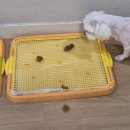 (주)한국미네사료 | 강아지 식분증 사료 바꾼 후기 [+6개월간의 관리기]