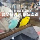 버드소리 대구수성점 | 대구 시지광장 앵무새카페 버드소리 아이와 다녀온 후기