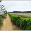 중도방죽 이미지