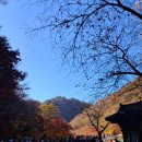 그리메떡 | 단풍의 대명사 내장산에 다녀오다🍁